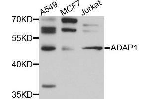 Western blot analysis of extracts of various cell lines, using ADAP1 antibody (ABIN5972533) at 1/1000 dilution. (ADAP1 Antikörper)