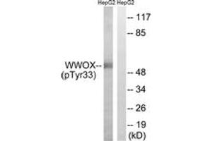 Western blot analysis of extracts from HepG2 cells treated with PMA 125ng/ml 30', using WWOX (Phospho-Tyr33) Antibody. (WWOX Antikörper  (pTyr33))