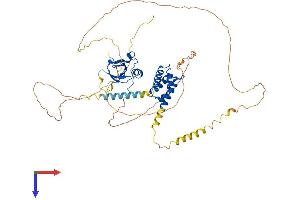 PSIP1 Protein (AA 1-528) (His tag)