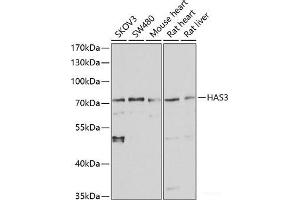 Western blot analysis of extracts of various cell lines using HAS3 Polyclonal Antibody at dilution of 1:1000. (HAS3 Antikörper)