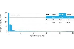 Analysis of Protein Array containing more than 19,000 full-length human proteins using Endoglin / CD105 Mouse Monoclonal Antibody (ENG/3269). (Endoglin Antikörper  (AA 74-251))