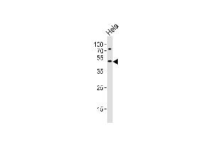 Western blot analysis of lysate from Hela cell line, using VPS4A Antibody (N-term) (ABIN6243379 and ABIN6577499). (VPS4A Antikörper  (N-Term))