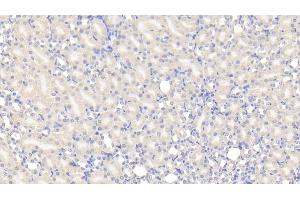 Detection of TUFT in Mouse Kidney Tissue using Polyclonal Antibody to Tuftelin (TUFT)