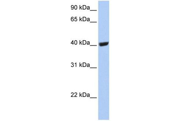 SELENBP1 Antikörper  (C-Term)