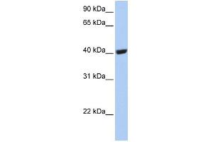 WB Suggested Anti-SELENBP1 Antibody Titration:  0. (SELENBP1 Antikörper  (C-Term))