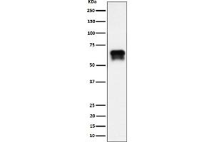 Western blot analysis of PCTAIRE1 expression in BxPC-3 cell lysate. (Rekombinanter CDK16 Antikörper)