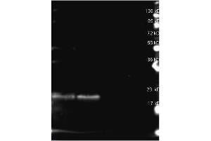 Rabbit anti B-Phycoerythrin antibody (200-4199 lot 25411) was used to detect B-Phycoerythrin under reducing (R) conditions. (B-Phycoerythrin Antikörper)