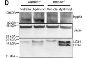 Immunoblot of Inpp4b+/+ or Inpp4b-/- mouse embryonic fibroblasts treated with vehicle or apilimod 10 nM for 48 h and assessed for protein levels of Inpp4b, LC3, and Beta actin as loading control.