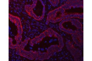 IF analysis of SCO1 using anti-SCO1 antibody (ABIN7600609). (SCO1 Antikörper  (AA 21-301))