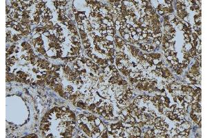 ABIN6268689 at 1/100 staining Mouse testis tissue by IHC-P.