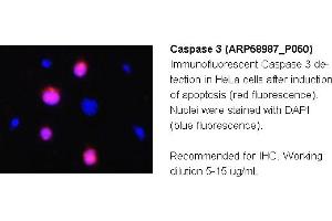 Image no. 2 for anti-Caspase 3 (CASP3) (C-Term) antibody (ABIN2787903) (Caspase 3 Antikörper  (C-Term))