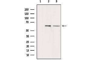 Western blot analysis of extracts from various samples, using ARSH Antibody. (Arylsulfatase H Antikörper)