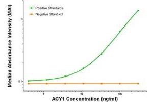 ELISA image for anti-Aminoacylase 1 (ACY1) antibody (ABIN2716057) (Aminoacylase 1 Antikörper)