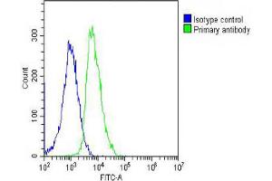 Overlay histogram showing SH-SY5Y cells stained with Antibody (green line). (LGR5 Antikörper  (AA 689-719))