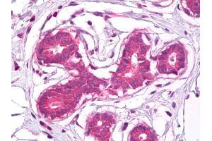Anti-CD44 antibody IHC of human breast. (CD44 Antikörper)