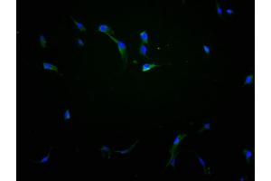 Immunofluorescence staining of NIH/3T3 cells with ABIN7151831 at 1:100, counter-stained with DAPI. (EPHA1 Antikörper  (AA 242-564))