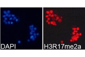 Immunofluorescence (IF) image for anti-Histone H3 (H3) (H3R17me2a) antibody (ABIN1872982) (Histone 3 Antikörper  (H3R17me2a))