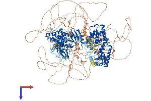 ZCCHC11 Protein (AA 1-1644) (His tag)