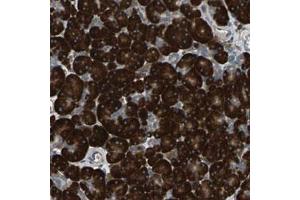 Immunohistochemical staining (Formalin-fixed paraffin-embedded sections) of human pancreas with SYVN1 polyclonal antibody  shows strong cytoplasmic positivity in exocrine glandular cells (SYVN1 Antikörper)