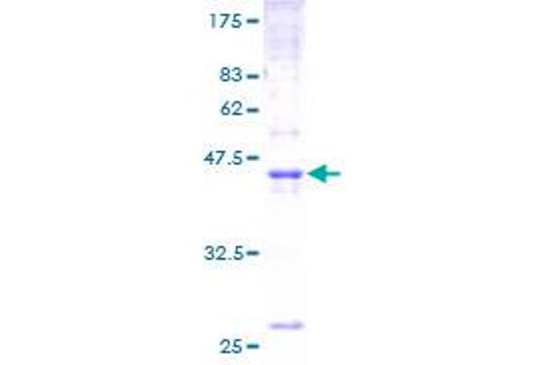 Claudin 4 Protein (CLDN4) (AA 1-209) (GST tag)