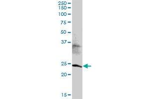 TRFP MaxPab polyclonal antibody. (MED20 Antikörper  (AA 1-212))