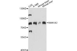 Western blot analysis of extracts of various cell lines, using MAN1A2 antibody.