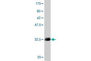 Western Blotting (WB) image for anti-Myristoylated Alanine-Rich Protein Kinase C Substrate (MARCKS) (AA 2-65) antibody (ABIN561708)