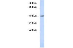 Western Blotting (WB) image for anti-SET and MYND Domain Containing 3 (SMYD3) antibody (ABIN2459439) (SMYD3 Antikörper)
