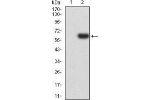 Western blot analysis using PTPN14 mAb against HEK293 (1) and PTPN14 (AA: 896-1169)-hIgGFc transfected HEK293 (2) cell lysate. (PTPN14 Antikörper  (AA 896-1169))