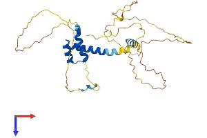 PITX1 Protein (AA 1-315) (His tag)