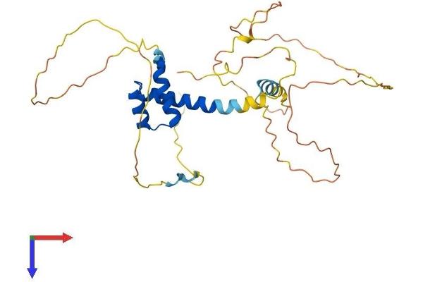 PITX1 Protein (AA 1-315) (His tag)