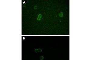 Immunofluorescence analysis of methanol-fixed L-02 (A) and COS-7 (B) cells using APOM monoclonal antibody, clone 10C3G5  showing cytoplasmic and membrane localization.