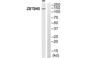 Western blot analysis of extracts from 293 cells, using ZBTB40 antibody. (ZBTB40 Antikörper  (C-Term))