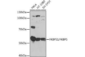 Western blot analysis of extracts of various cell lines, using FKBP51/FKBP5 Rabbit mAb (ABIN7267213) at 1:1000 dilution. (FKBP5 Antikörper)