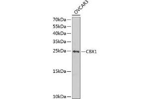 Western blot analysis of extracts of OVCAR-3 cells, using CBX1 antibody (ABIN1512680, ABIN3023224, ABIN3023225 and ABIN6219469) at 1:1000 dilution. (CBX1 Antikörper  (AA 1-185))