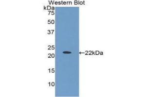 Western Blotting (WB) image for anti-Insulin-Like Growth Factor Binding Protein 1 (IGFBPI) (AA 112-263) antibody (ABIN1859301) (IGFBPI Antikörper  (AA 112-263))