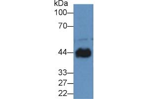 Western blot analysis of Dog Heart lysate, using Rabbit Anti-Dog CKM Antibody (2 µg/ml) and HRP-conjugated Goat Anti-Rabbit antibody (abx400043, 0. (CKM Antikörper  (AA 11-367))