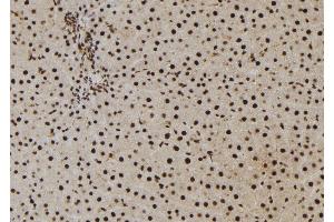 ABIN6273010 at 1/100 staining Rat liver tissue by IHC-P. (NASP Antikörper  (C-Term))