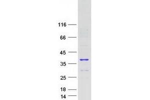Validation with Western Blot (PID1 Protein (Transcript Variant 1) (Myc-DYKDDDDK Tag))