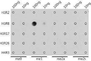 Dot-blot analysis of all sorts of methylation peptides using MonoMethyl-Histone H3-R8 antibody (ABIN3017482, ABIN3017483, ABIN3017484 and ABIN6220107) at 1:1000 dilution. (Histone 3 Antikörper  (H3R8me))