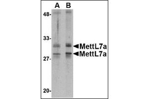 Western blot analysis of MettL7A in MCF cell lysate with this product at 2 μg/ml. (METTL7A Antikörper  (Center))