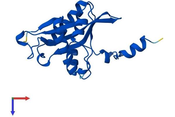 SAT1 Protein (AA 1-171) (His tag)