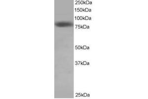 Image no. 1 for anti-NDC80 Kinetochore Complex Component Homolog (NDC80) (C-Term) antibody (ABIN374264) (NDC80 Antikörper  (C-Term))