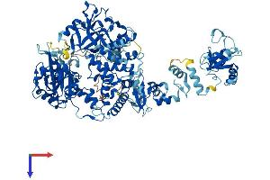 LIG4 Protein (AA 1-911) (His tag)