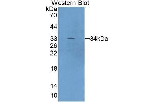 Detection of Recombinant XYLT2, Mouse using Polyclonal Antibody to Xylosyltransferase II (XYLT2) (XYLT2 Antikörper  (AA 596-865))