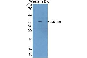 Detection of Recombinant XYLT2, Mouse using Polyclonal Antibody to Xylosyltransferase II (XYLT2) (XYLT2 Antikörper  (AA 596-865))