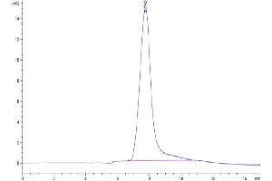 The purity of Cynomolgus BSPII is greater than 95 % as determined by SEC-HPLC. (IBSP Protein (AA 17-318) (His tag))