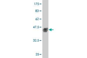 Western Blot detection against Immunogen (38. (MAPK12 Antikörper  (AA 251-367))