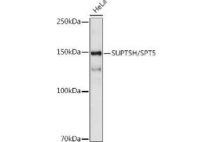 Western blot analysis of extracts of HeLa cells, using SUPT5H/SPT5 antibody (ABIN7270878) at 1:1000 dilution. (SUPT5H Antikörper)