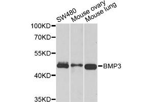 Western blot analysis of extracts of various cell lines, using BMP3 antibody (ABIN5975705) at 1/1000 dilution. (BMP3 Antikörper)